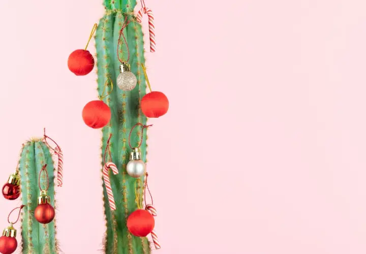 Cactus decorados con adornos navideños rojos y plateados, y bastones de caramelo. Una original decoración con eucalipto para estas fiestas.