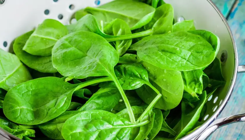 Espinacas frescas y vibrantes en un colador, listas para deliciosas recetas espinacas.