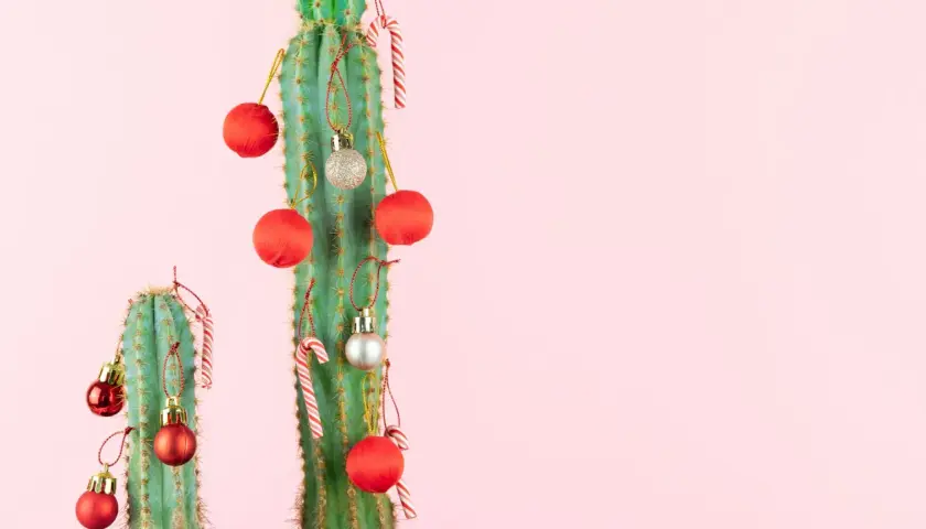 Cactus decorados con adornos navideños rojos y plateados, y bastones de caramelo. Una original decoración con eucalipto para estas fiestas.