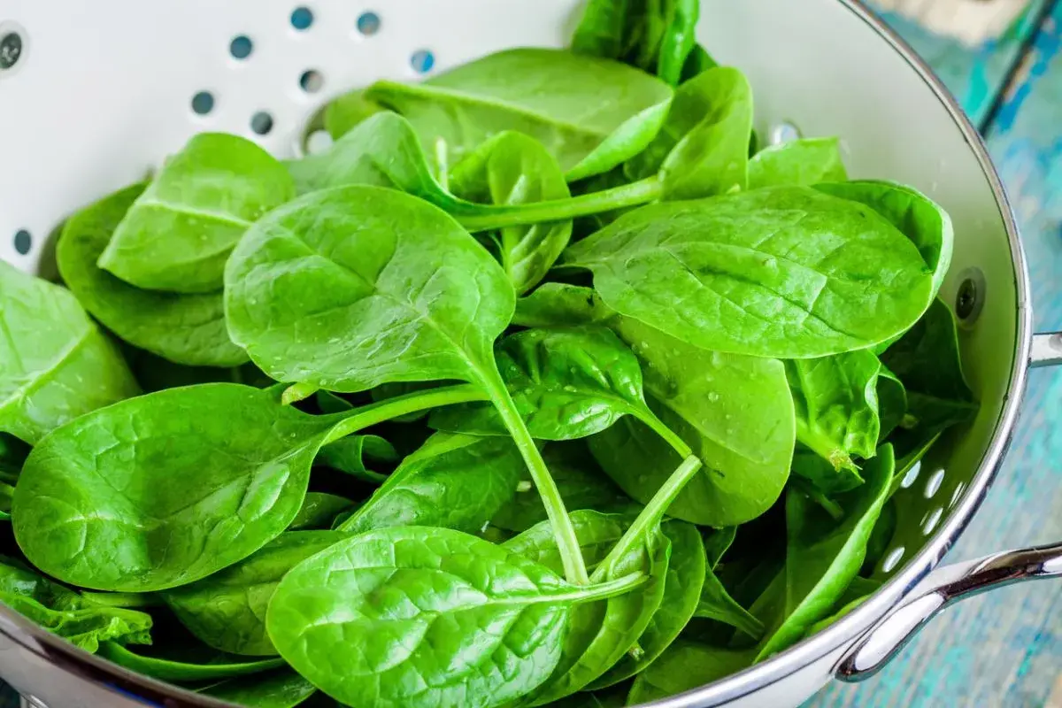 Espinacas frescas y vibrantes en un colador, listas para deliciosas recetas espinacas.